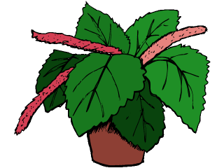 Chenille plant.gif